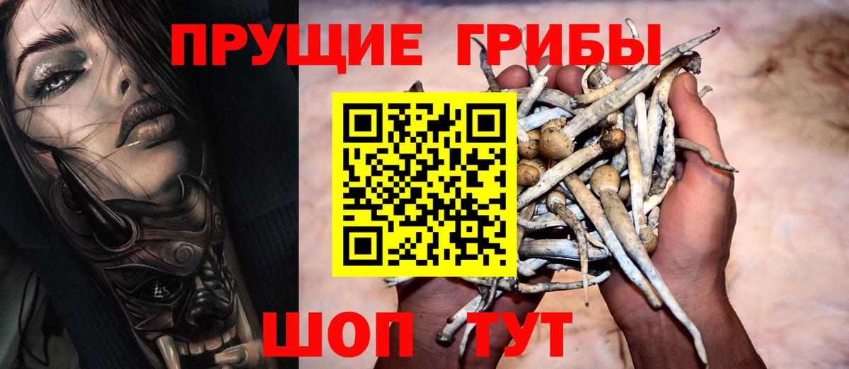 Галлюциногенные грибы Psilocybe Нальчик